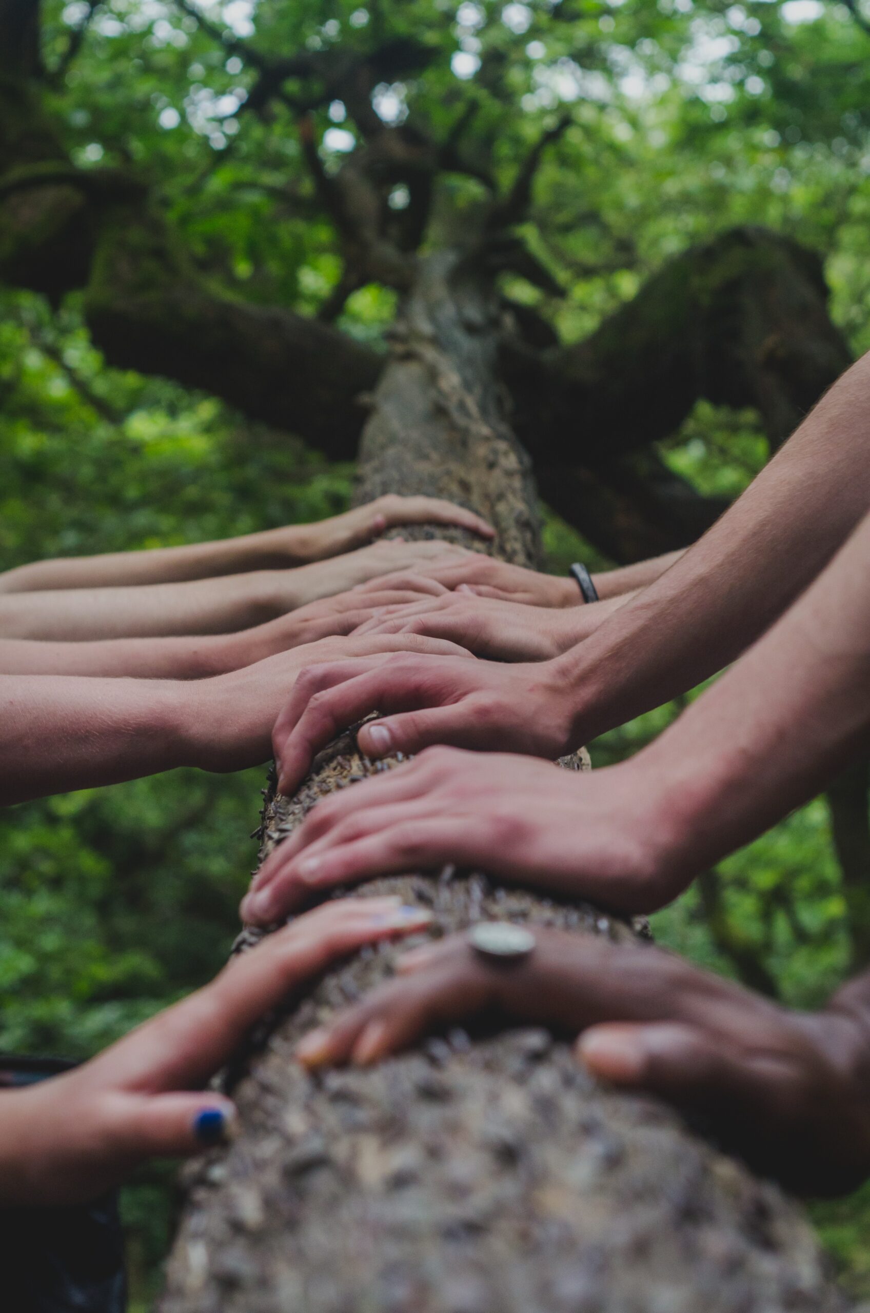 Sylvothérapie – Bain de forêt