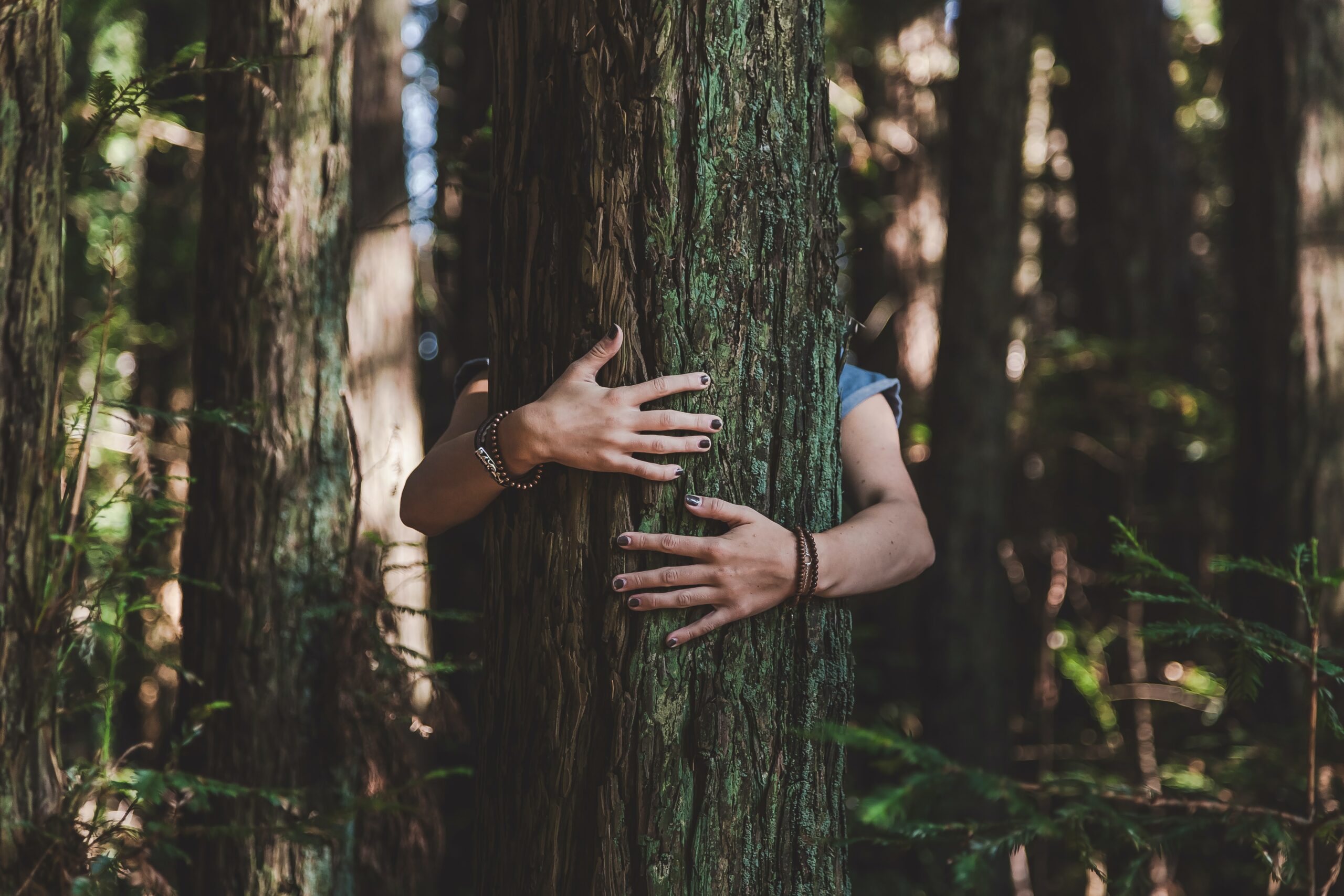 Sylvothérapie – Bain de forêt