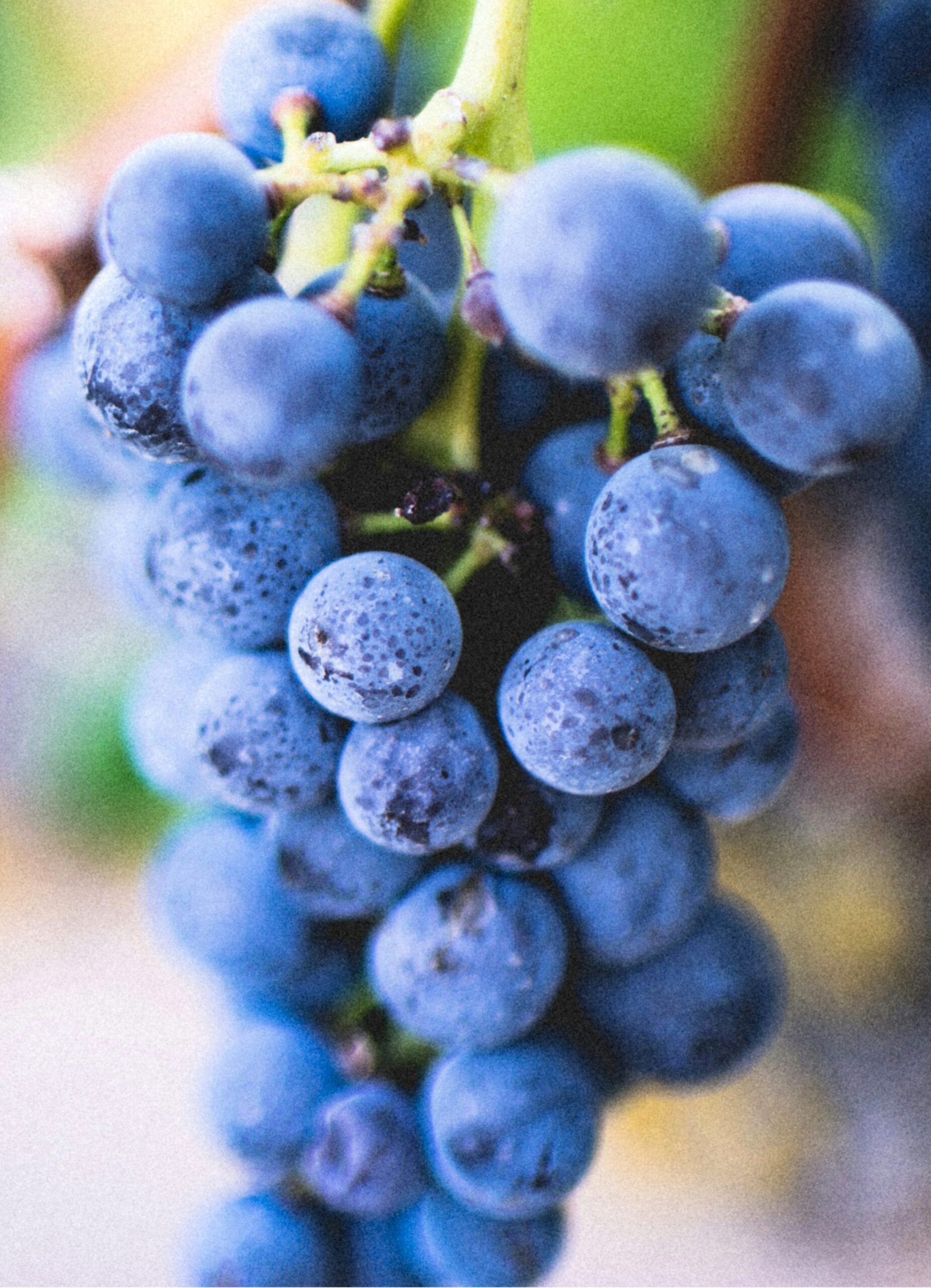 Séjour oenologique dans les Corbières.