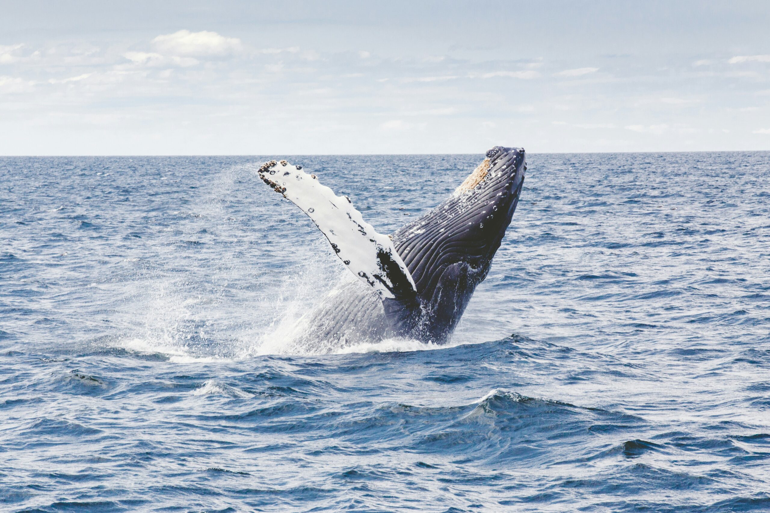 La chasse à la baleine, histoire et actualité